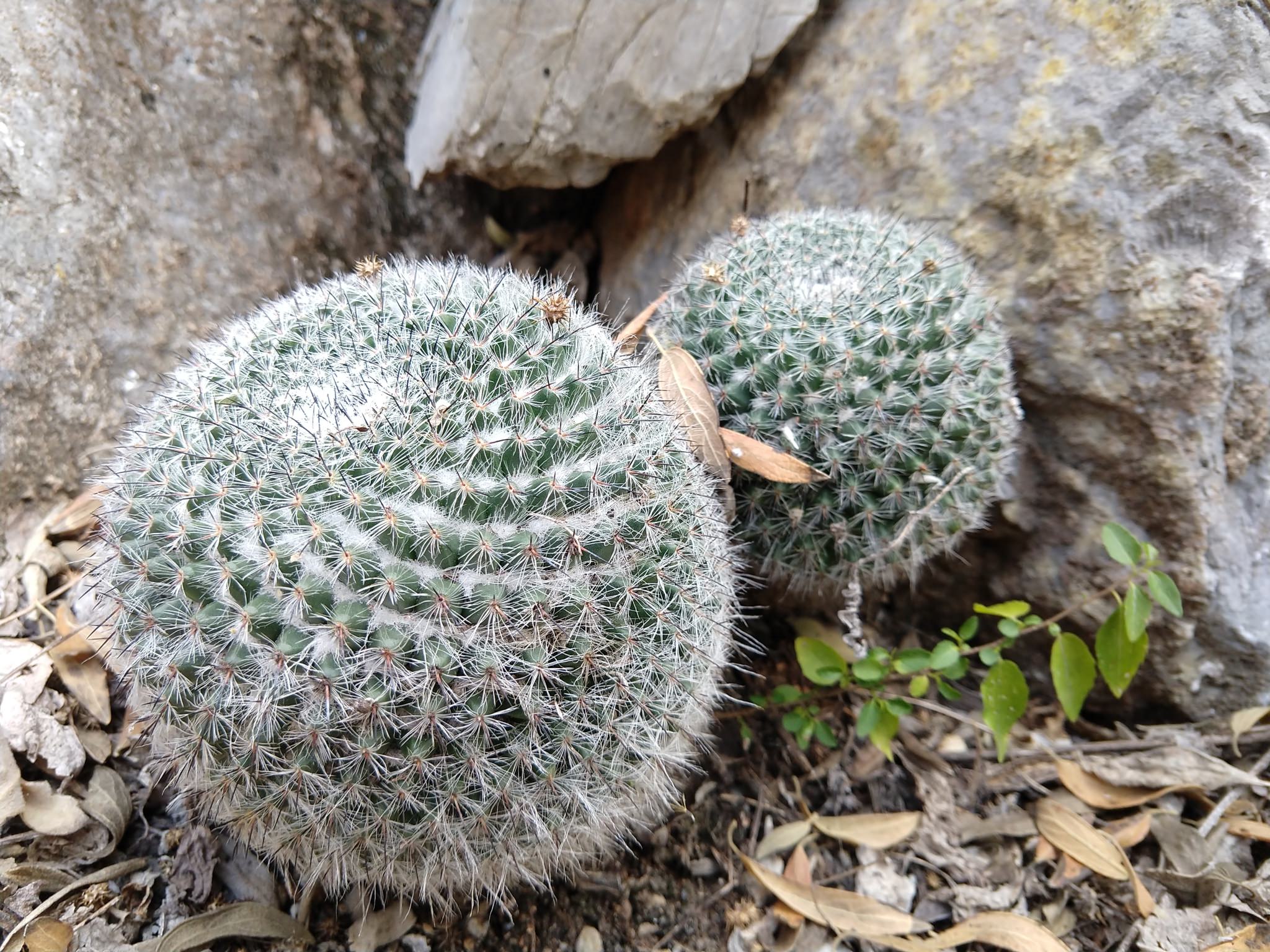 Mammillaria hahniana woodsii